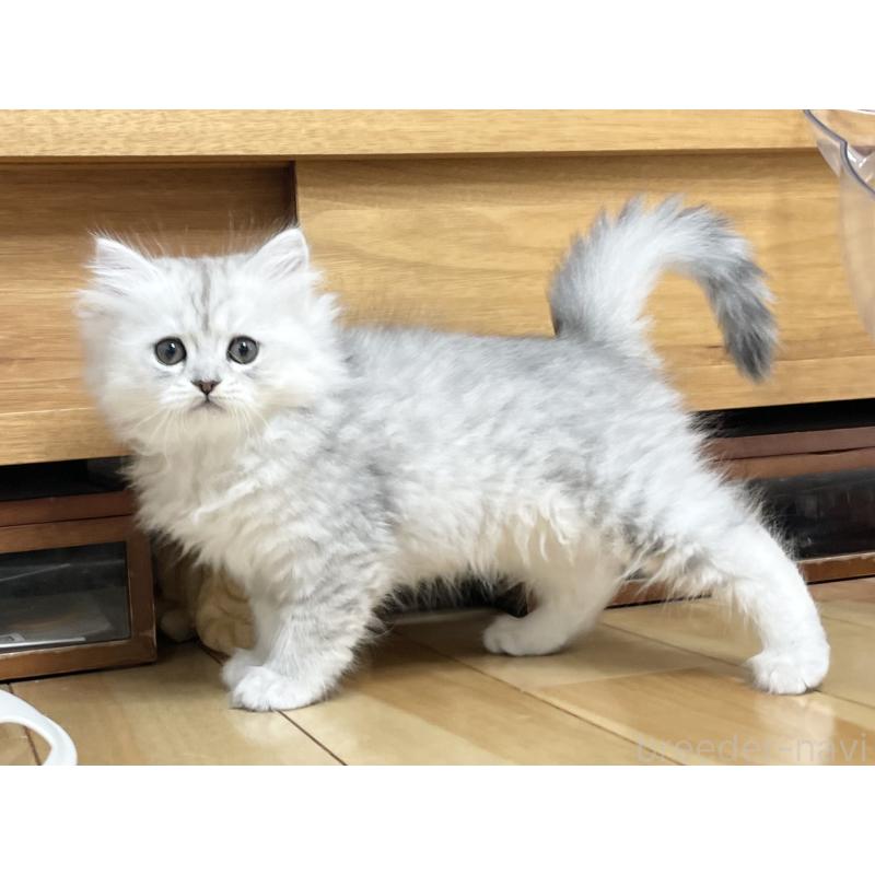 販売中の愛知県のミヌエット-134741の10枚目