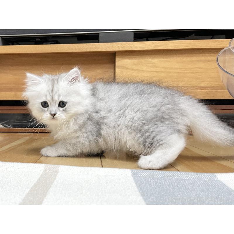 販売中の愛知県のミヌエット-134741の8枚目