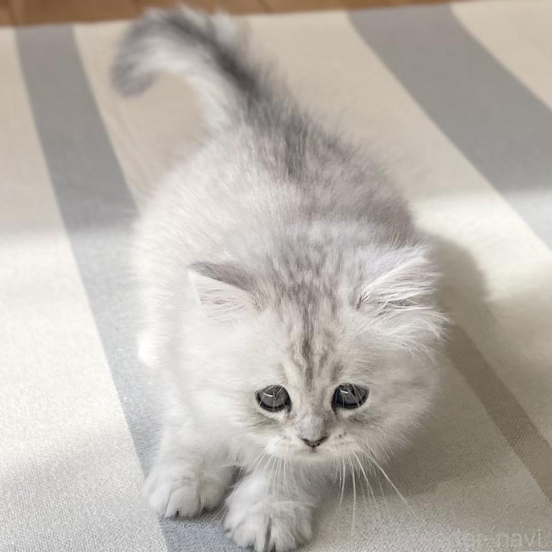 販売中の愛知県のミヌエット-134741の7枚目