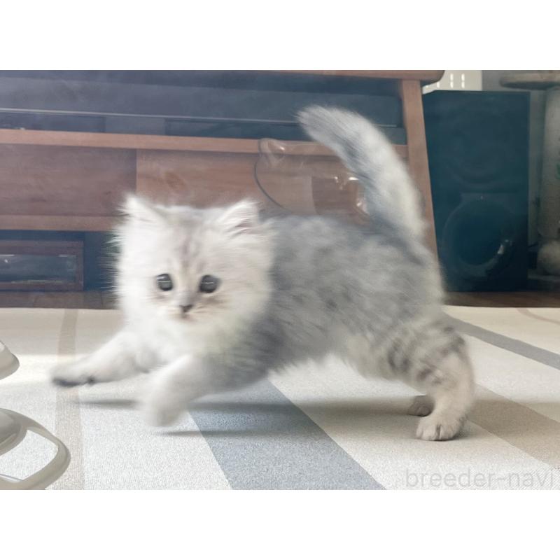 販売中の愛知県のミヌエット-134741の6枚目