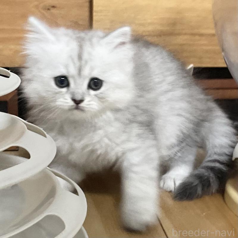 販売中の愛知県のミヌエット-134741の5枚目