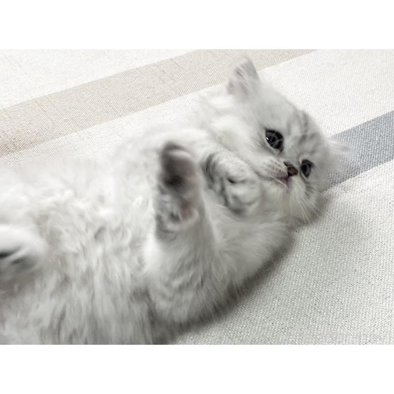 販売中の愛知県のミヌエット-134741の3枚目