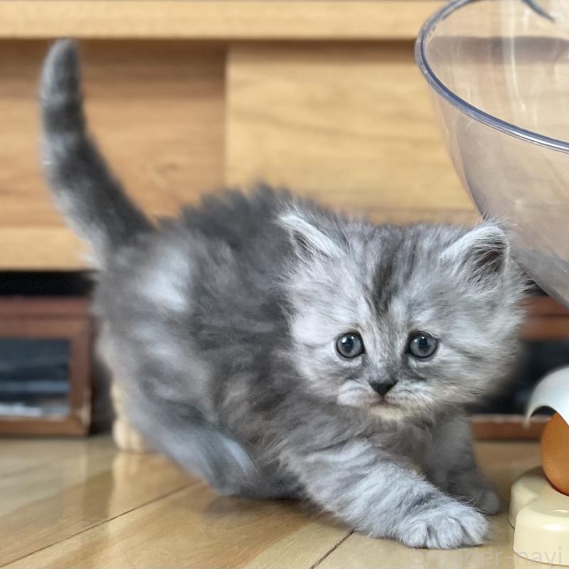 販売中の愛知県のミヌエット-136426