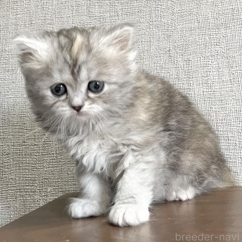 販売中の愛知県のミヌエット-136428