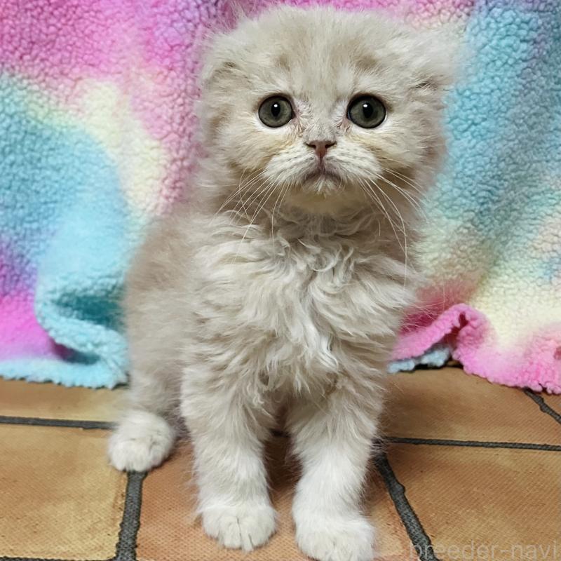 成約済の三重県のスコティッシュフォールド(折れ耳)-135886の2枚目