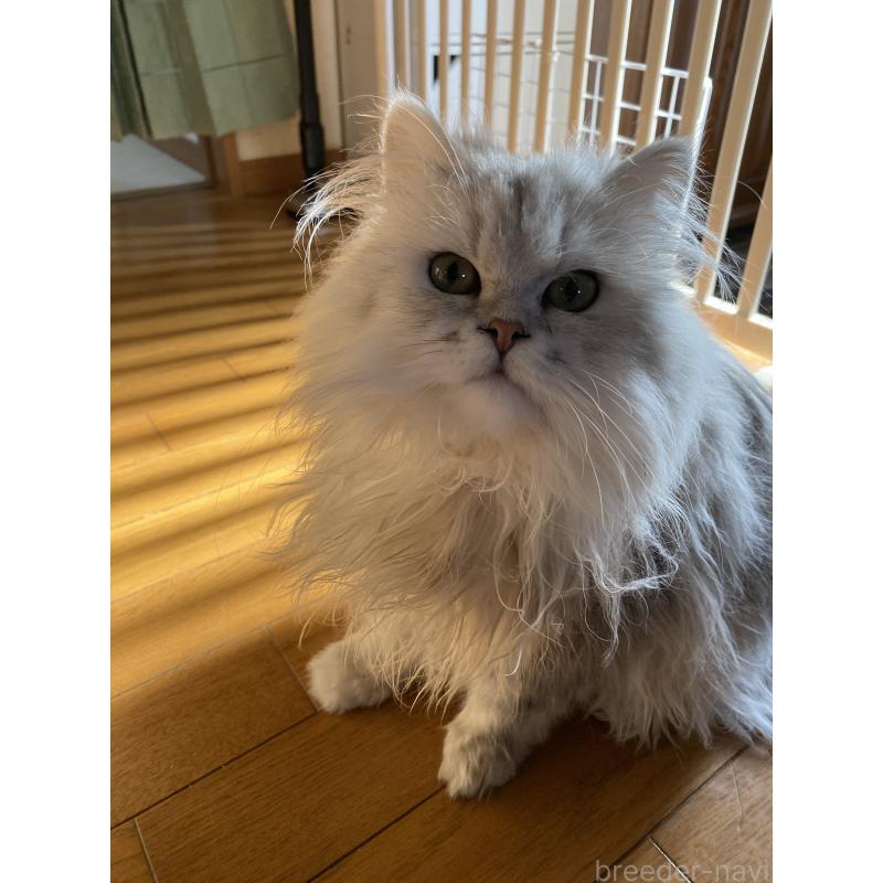 販売中の福岡県のペルシャ(チンチラ)-131947の2枚目