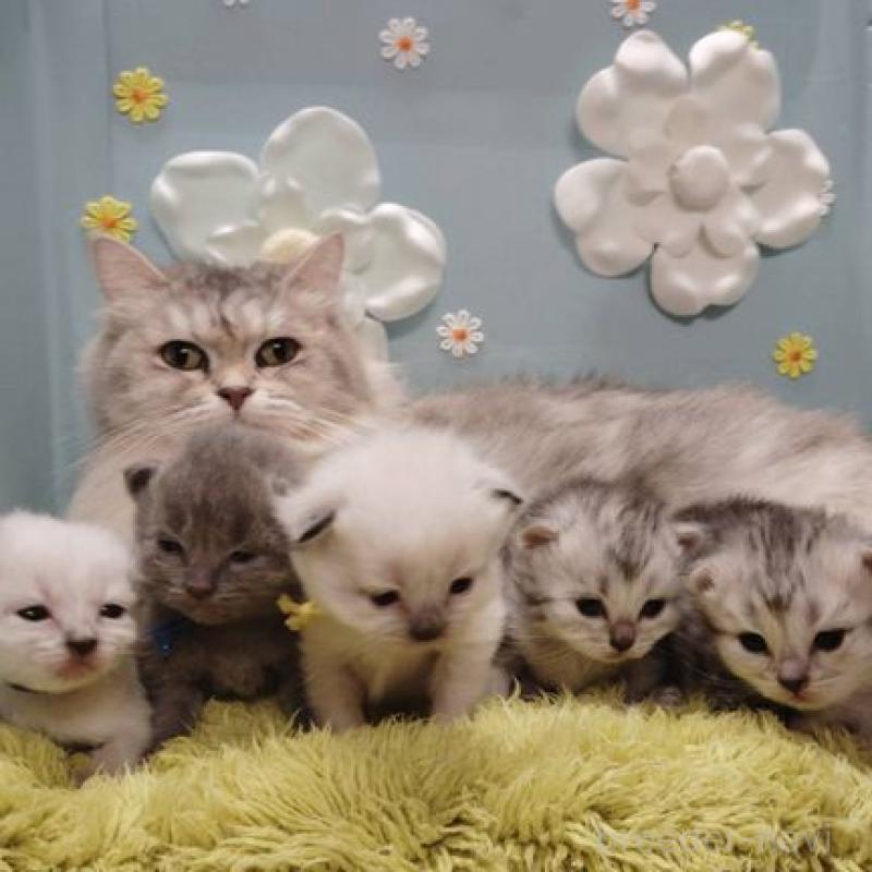 販売中の北海道のサイベリアン-137525の6枚目