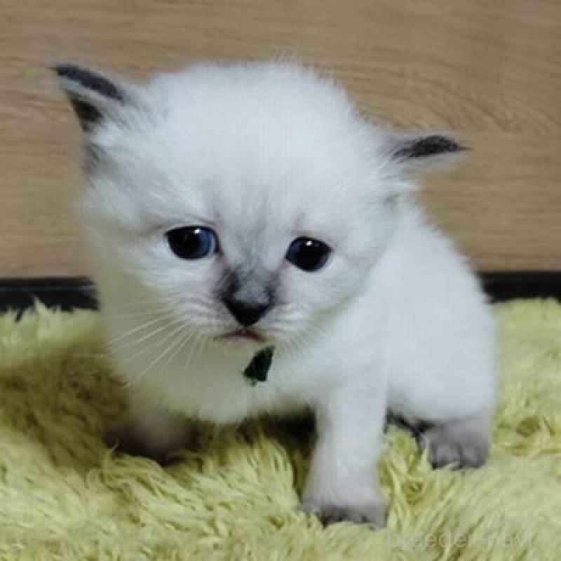 販売中の北海道のサイベリアン-137525の5枚目