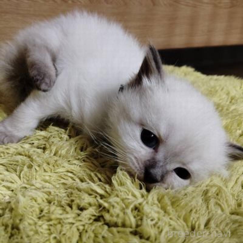 販売中の北海道のサイベリアン-137525の4枚目