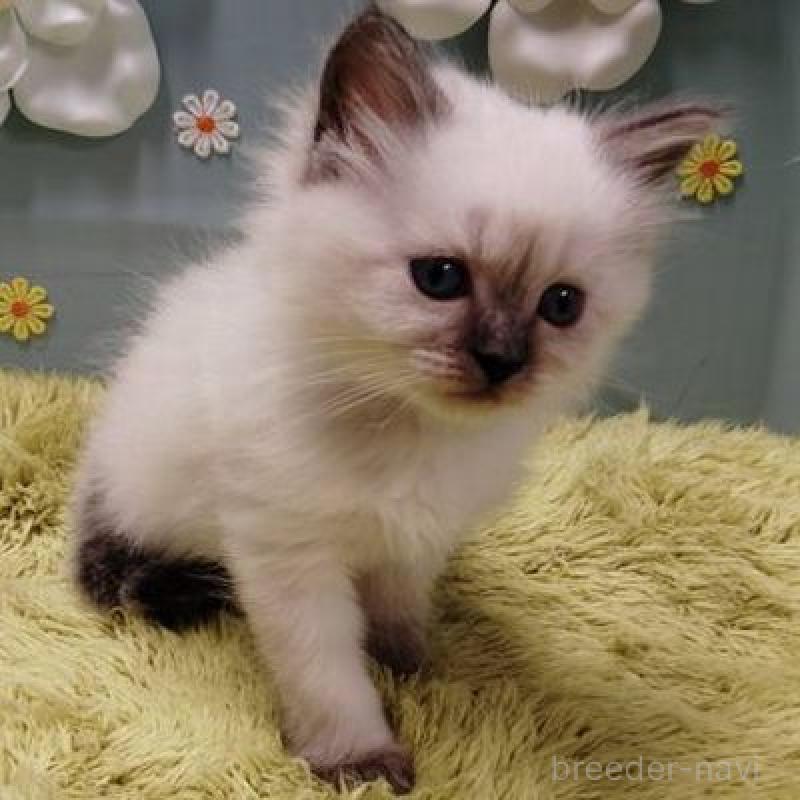 販売中の北海道のサイベリアン-137525