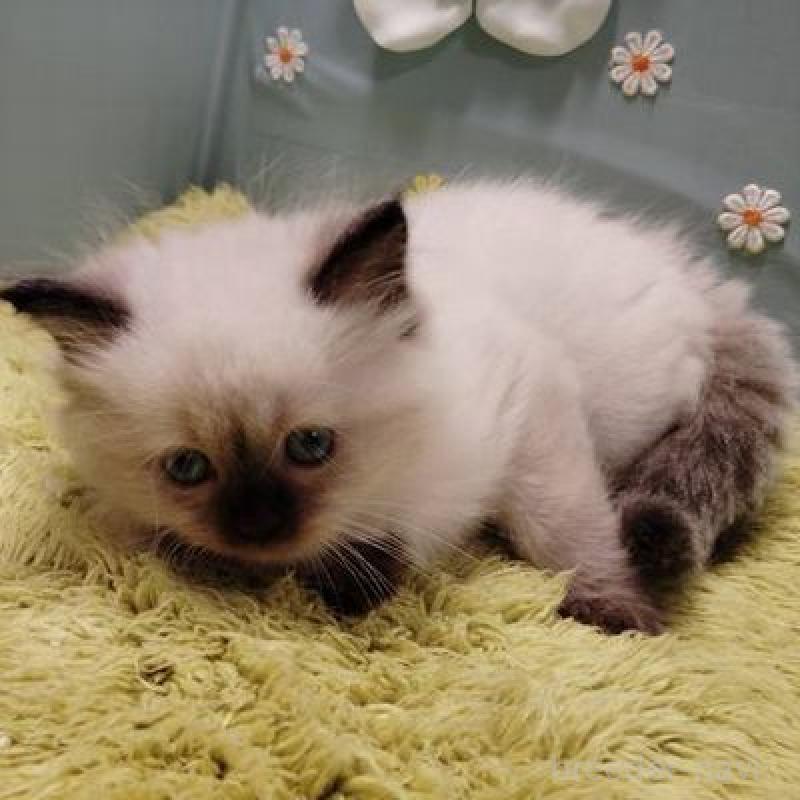 販売中の北海道のサイベリアン-137525の3枚目