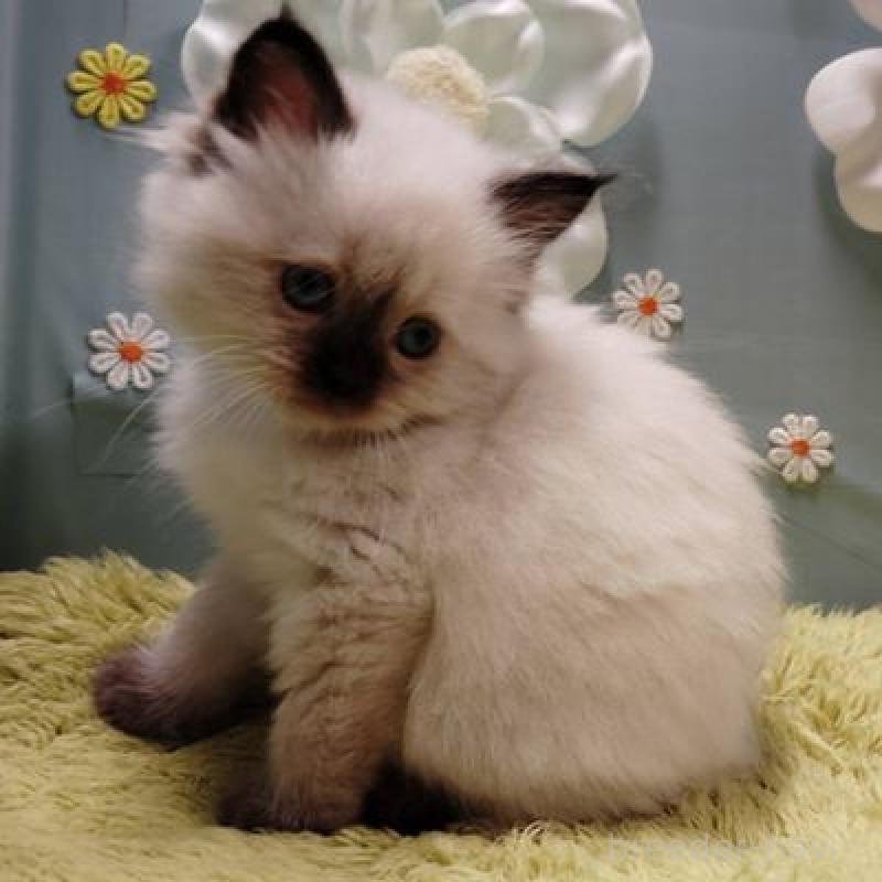 販売中の北海道のサイベリアン-137525の2枚目