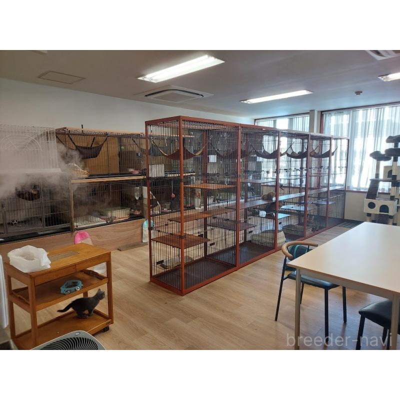 販売中の北海道のサイベリアン-137526の7枚目