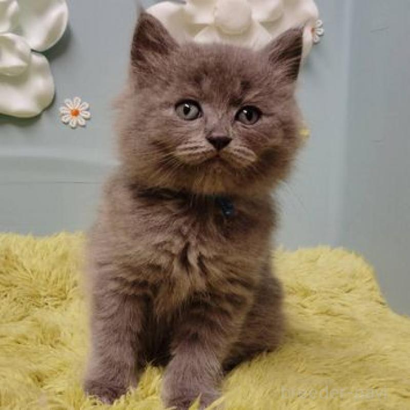 販売中の北海道のサイベリアン-137526の4枚目