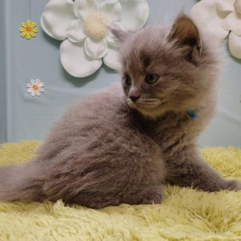 販売中の北海道のサイベリアン-137526の5枚目