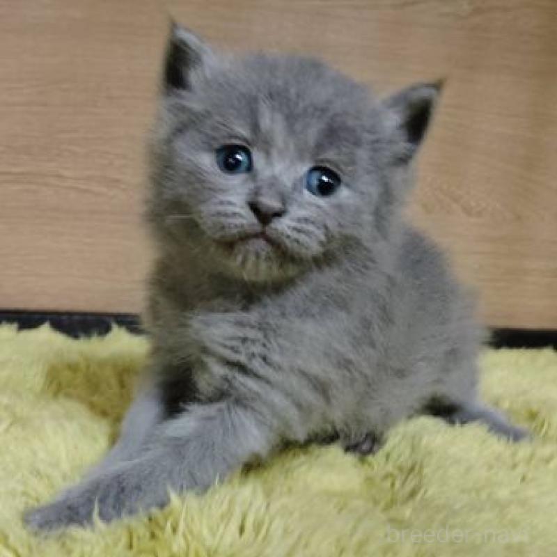 販売中の北海道のサイベリアン-137526の2枚目