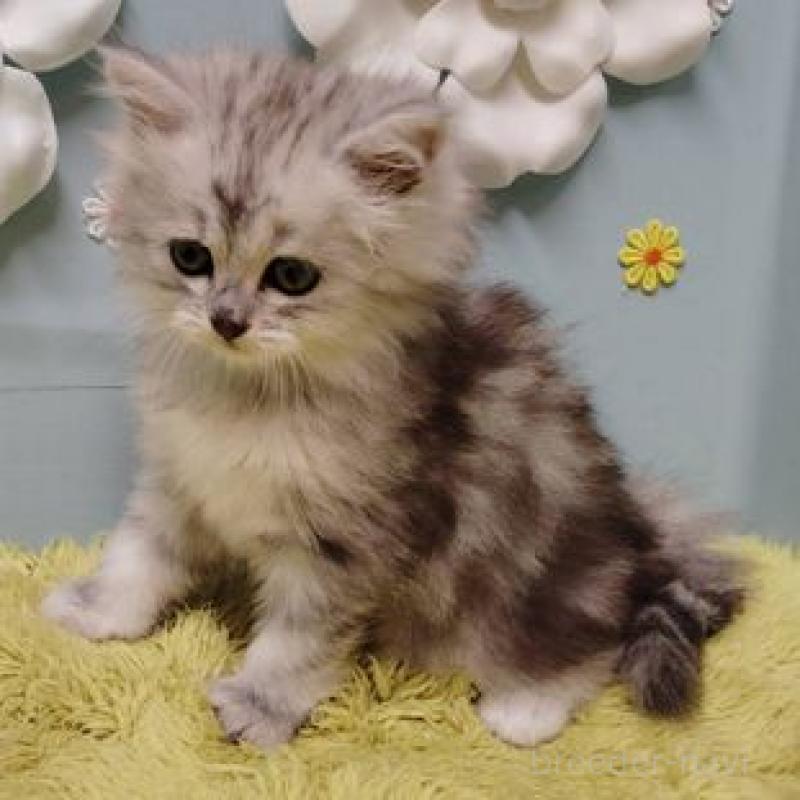 販売中の北海道のサイベリアン-137527の4枚目