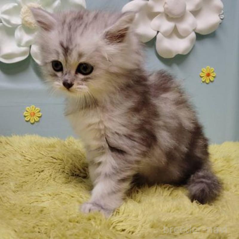 販売中の北海道のサイベリアン-137527の2枚目