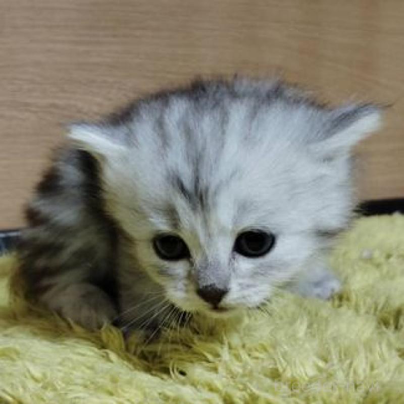 販売中の北海道のサイベリアン-137527の3枚目