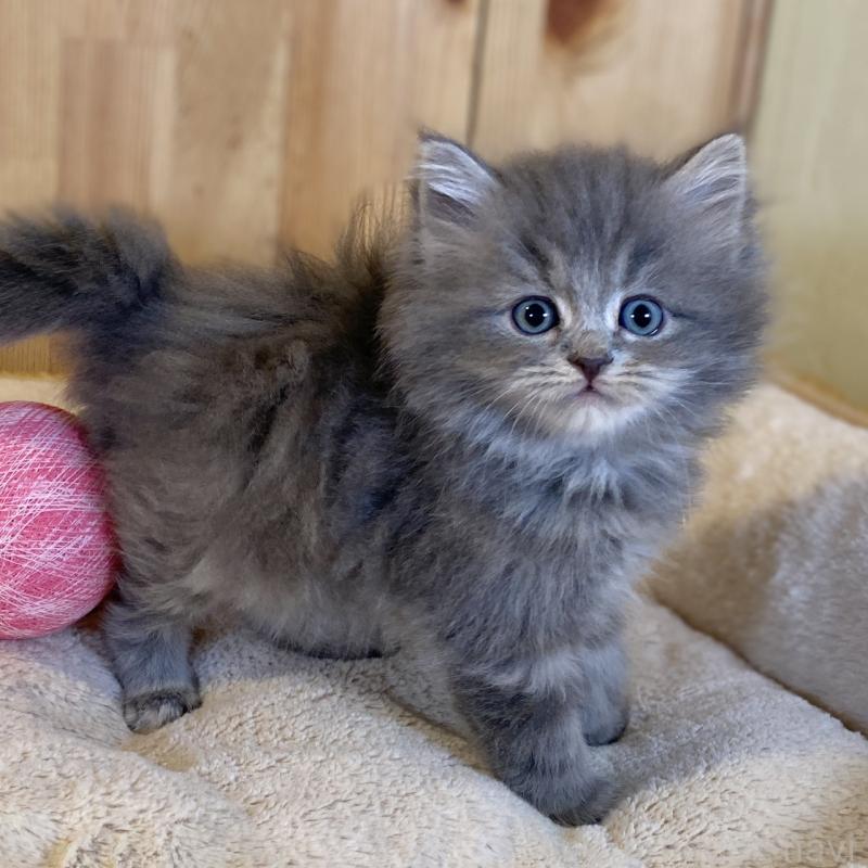 販売中の長野県のスコティッシュストレート-137623の1枚目