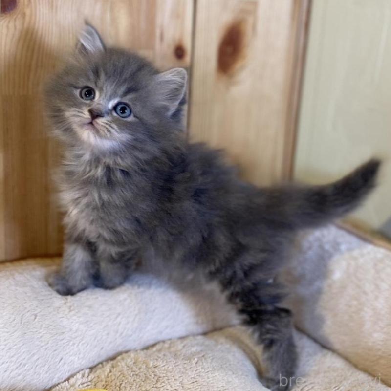 販売中の長野県のスコティッシュストレート-137623の8枚目