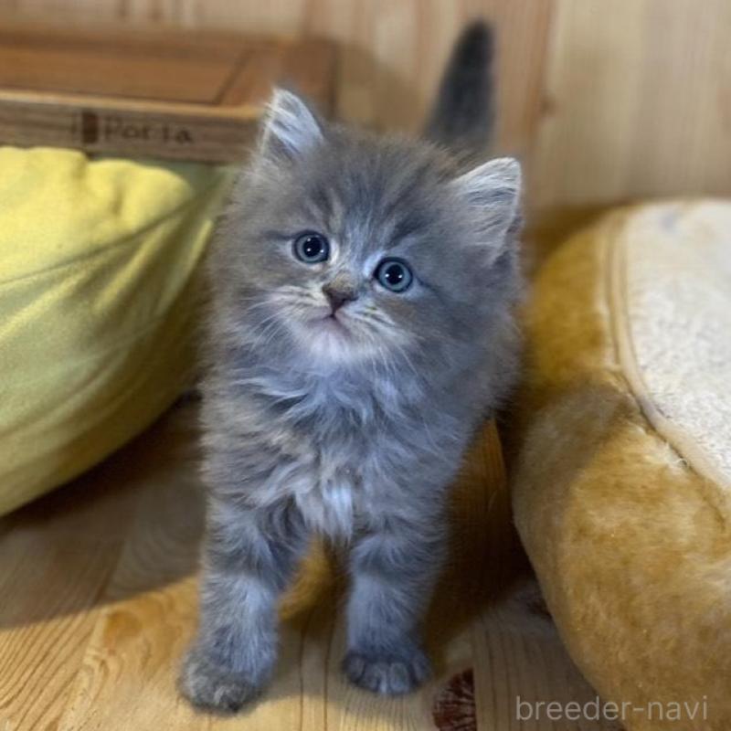 販売中の長野県のスコティッシュストレート-137623の7枚目