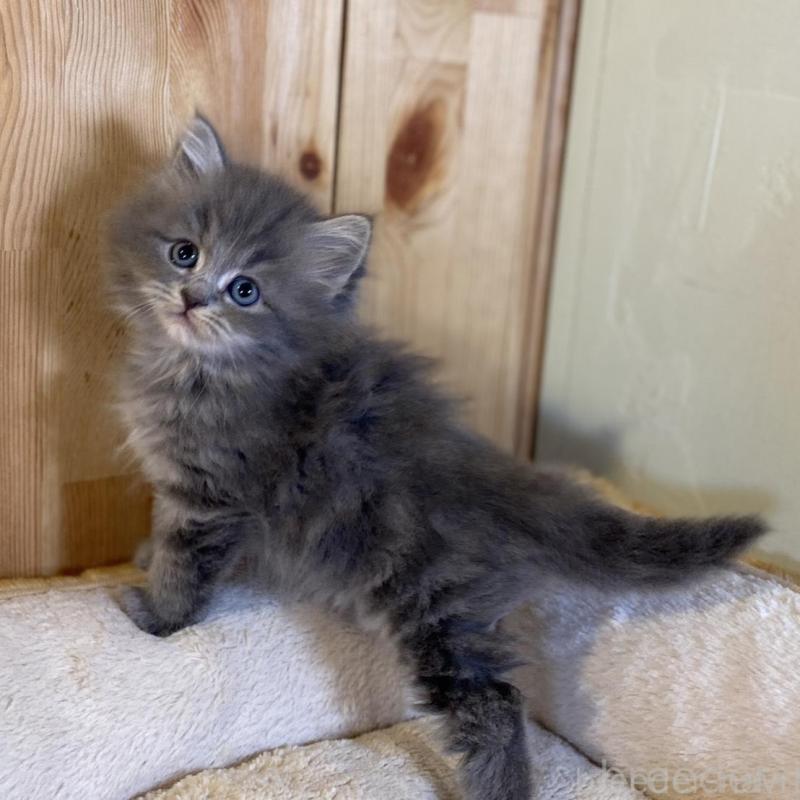 販売中の長野県のスコティッシュストレート-137623の6枚目