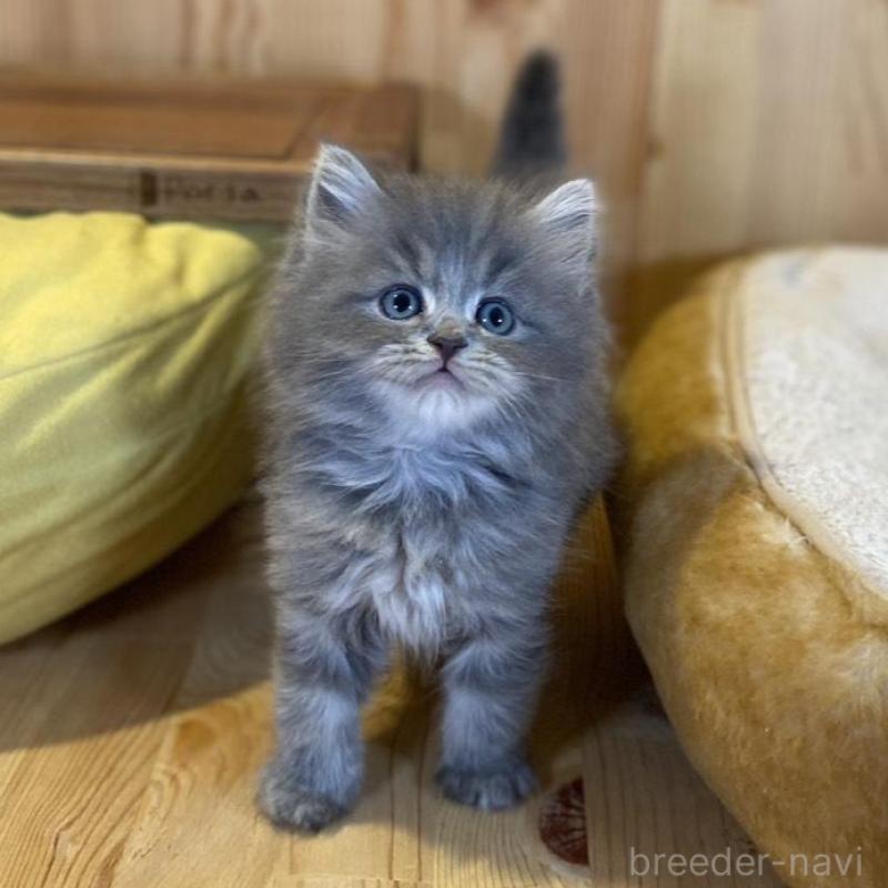 販売中の長野県のスコティッシュストレート-137623の5枚目