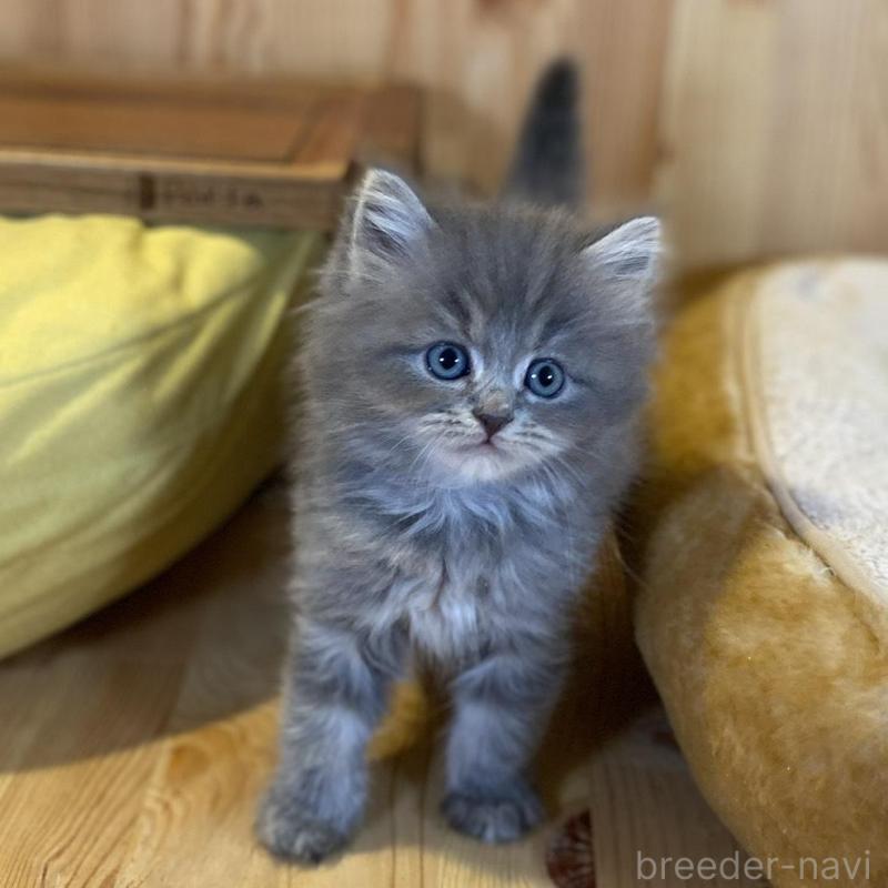 販売中の長野県のスコティッシュストレート-137623の4枚目