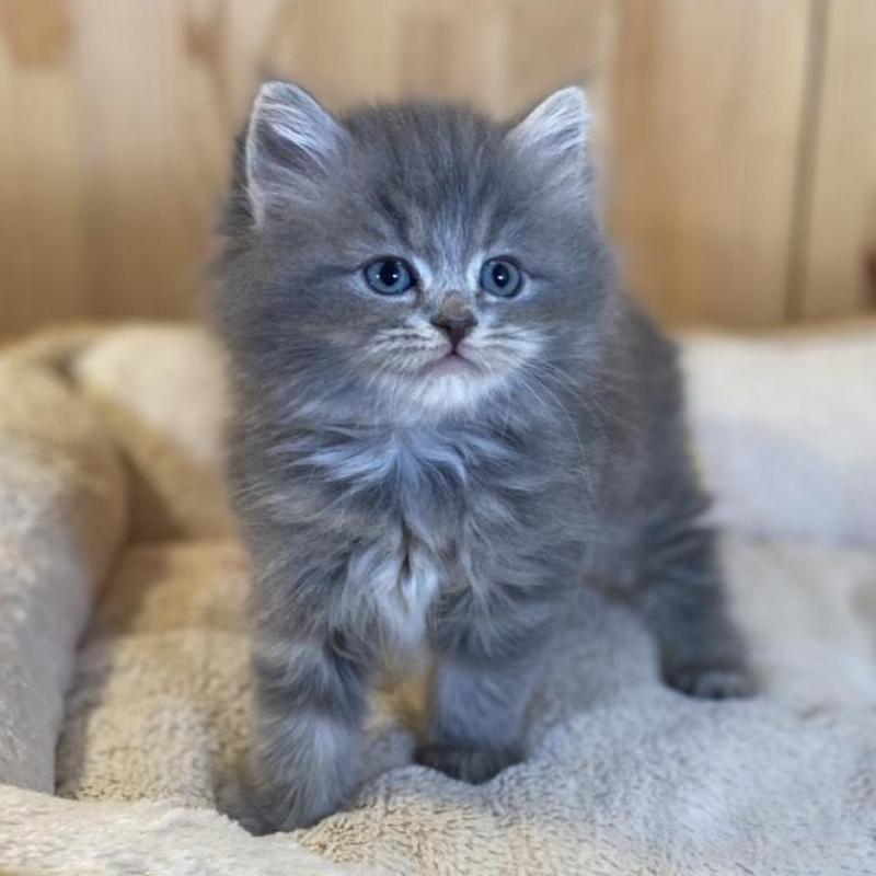 販売中の長野県のスコティッシュストレート-137623の3枚目