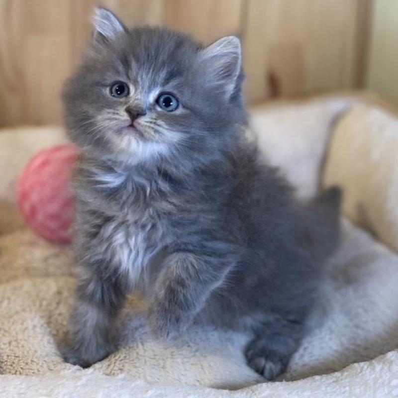 販売中の長野県のスコティッシュストレート-137623の2枚目