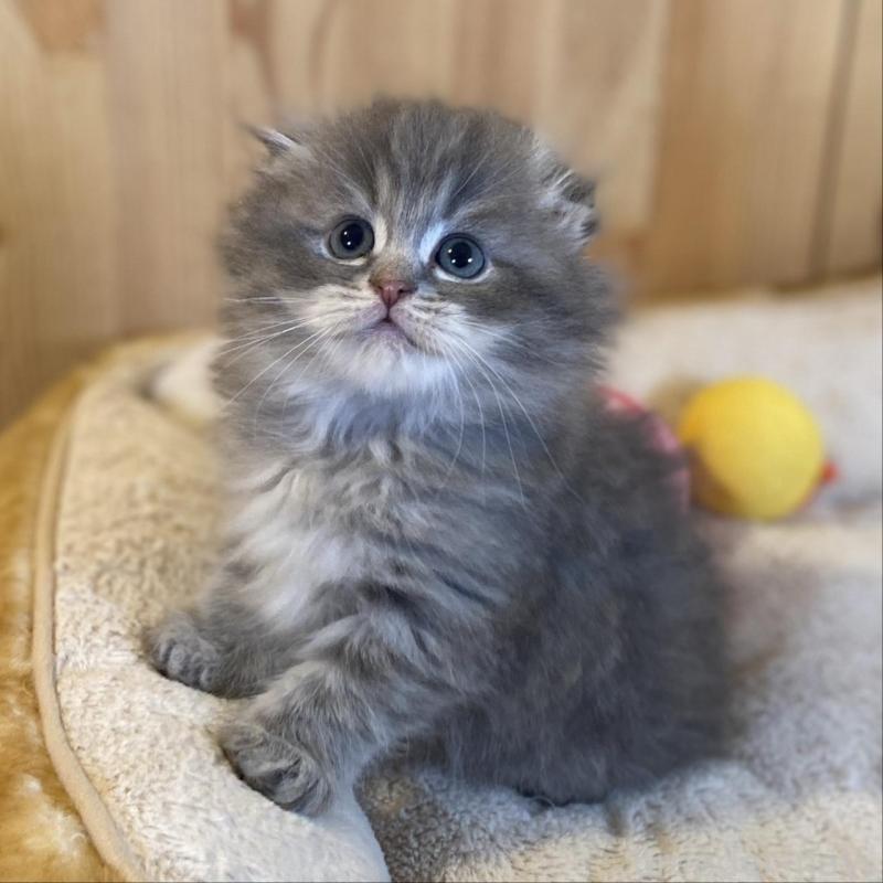 販売中の長野県のスコティッシュフォールド(折れ耳)-137624