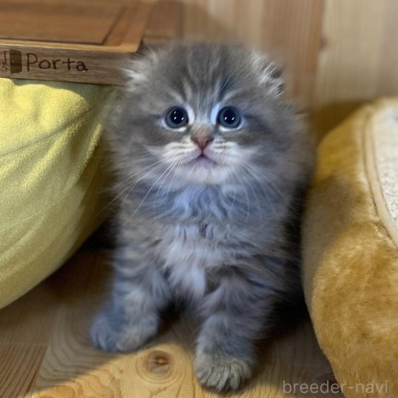 販売中の長野県のスコティッシュフォールド(折れ耳)-137624の10枚目