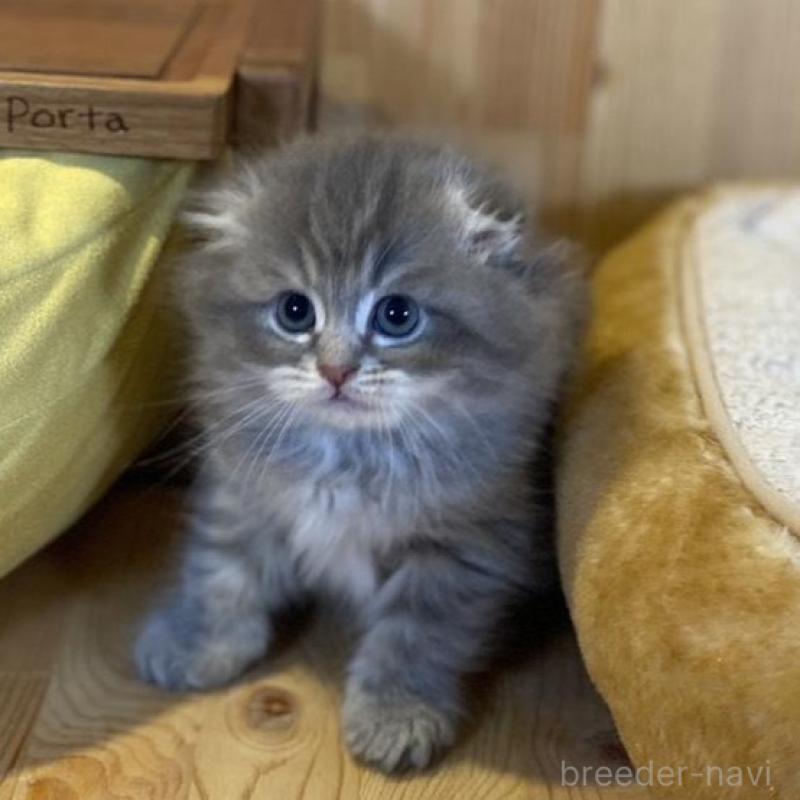 販売中の長野県のスコティッシュフォールド(折れ耳)-137624の9枚目