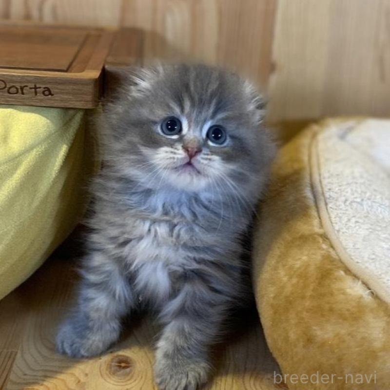 販売中の長野県のスコティッシュフォールド(折れ耳)-137624の8枚目