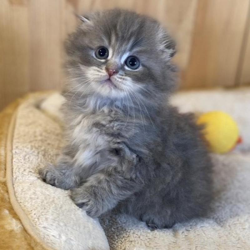 販売中の長野県のスコティッシュフォールド(折れ耳)-137624の6枚目