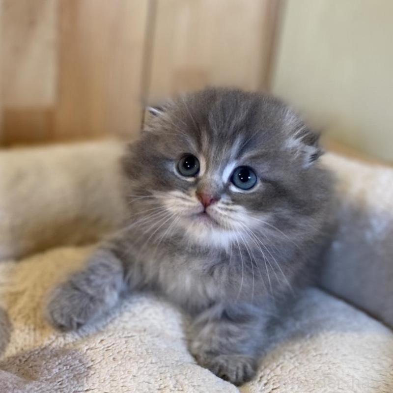 販売中の長野県のスコティッシュフォールド(折れ耳)-137624の5枚目