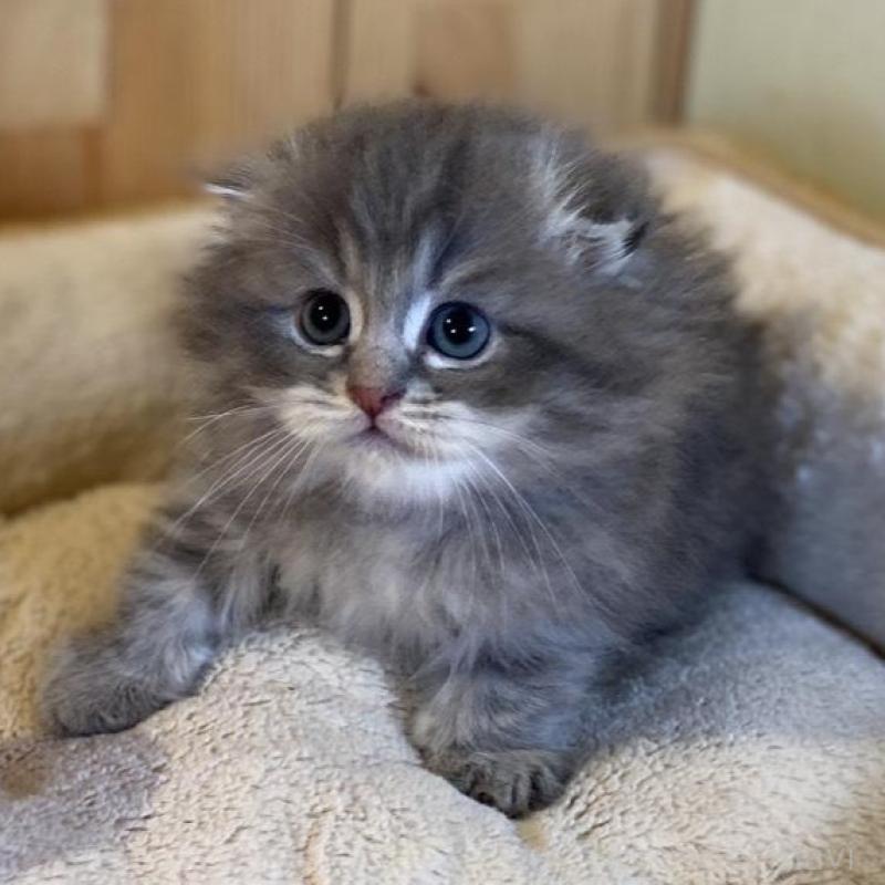 販売中の長野県のスコティッシュフォールド(折れ耳)-137624の4枚目