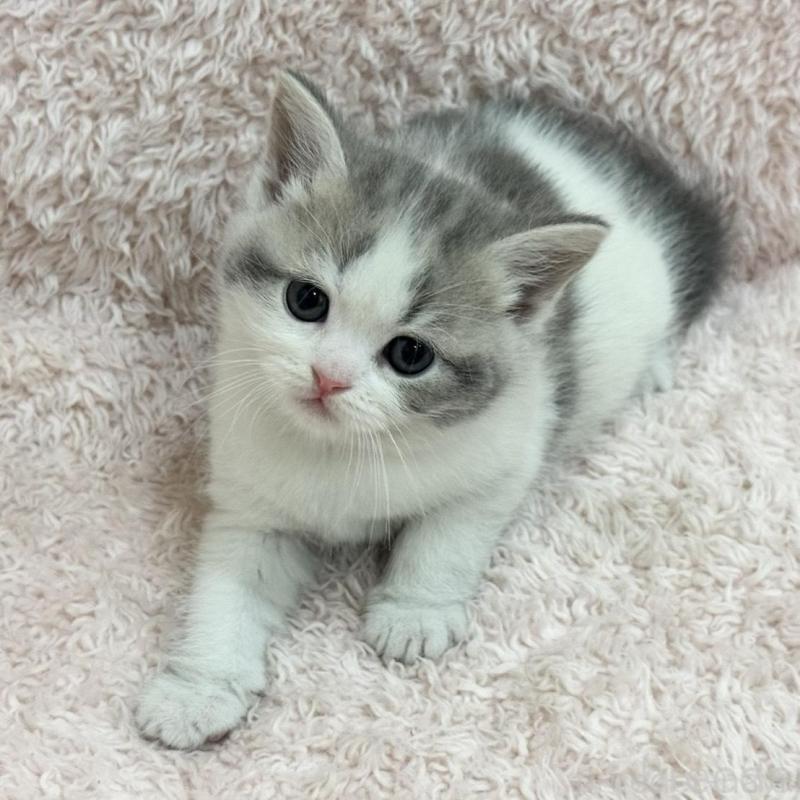 販売中の三重県のスコティッシュフォールド-137625の1枚目