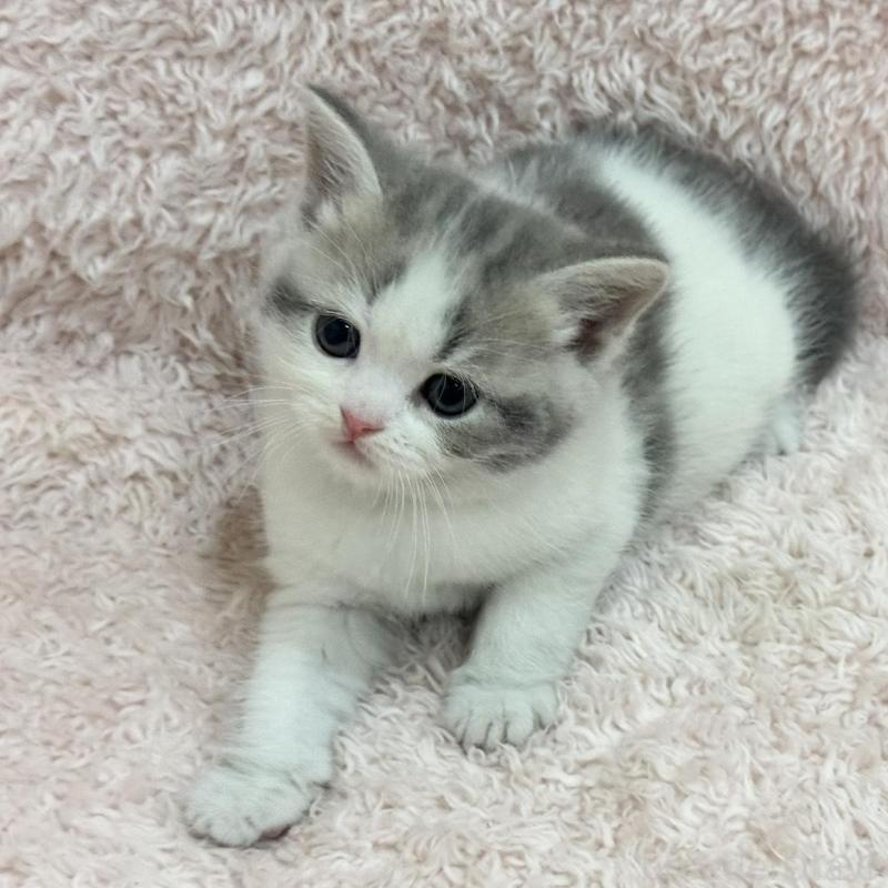 販売中の三重県のスコティッシュフォールド-137625の10枚目