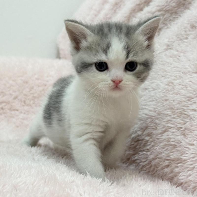 販売中の三重県のスコティッシュフォールド-137625の9枚目