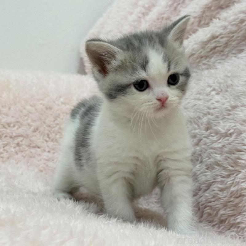 販売中の三重県のスコティッシュフォールド-137625の8枚目