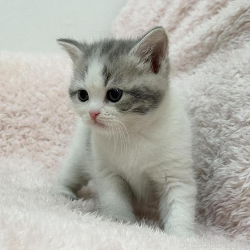 販売中の三重県のスコティッシュフォールド-137625の7枚目