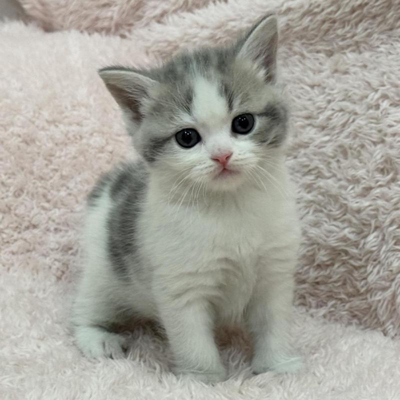 販売中の三重県のスコティッシュフォールド-137625の6枚目