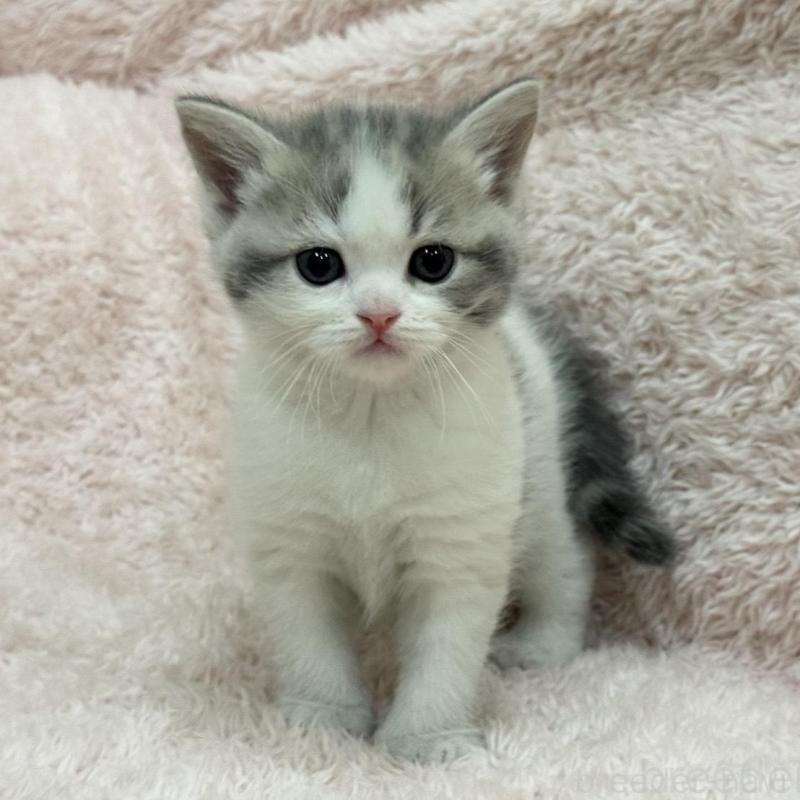 販売中の三重県のスコティッシュフォールド-137625の5枚目