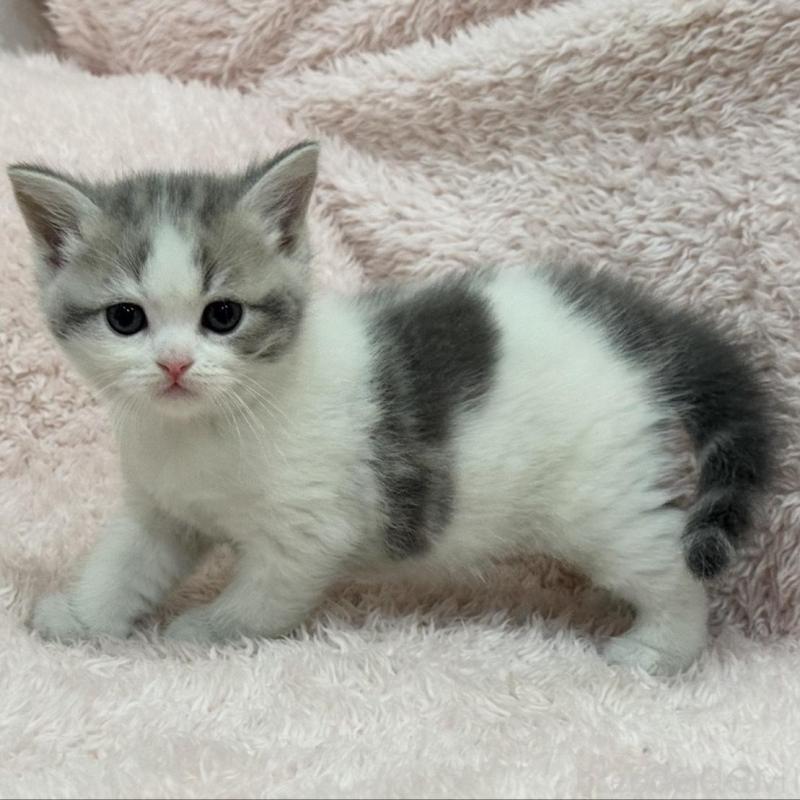 販売中の三重県のスコティッシュフォールド-137625の4枚目