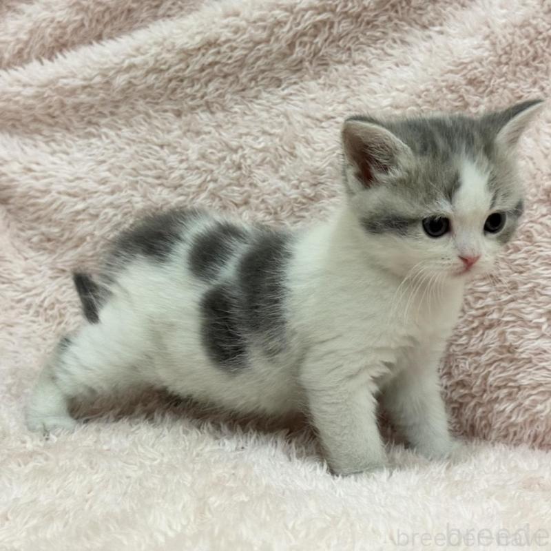 販売中の三重県のスコティッシュフォールド-137625の3枚目