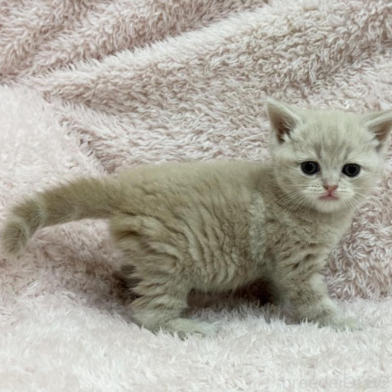 販売中の三重県のスコティッシュフォールド(折れ耳)-137626の4枚目