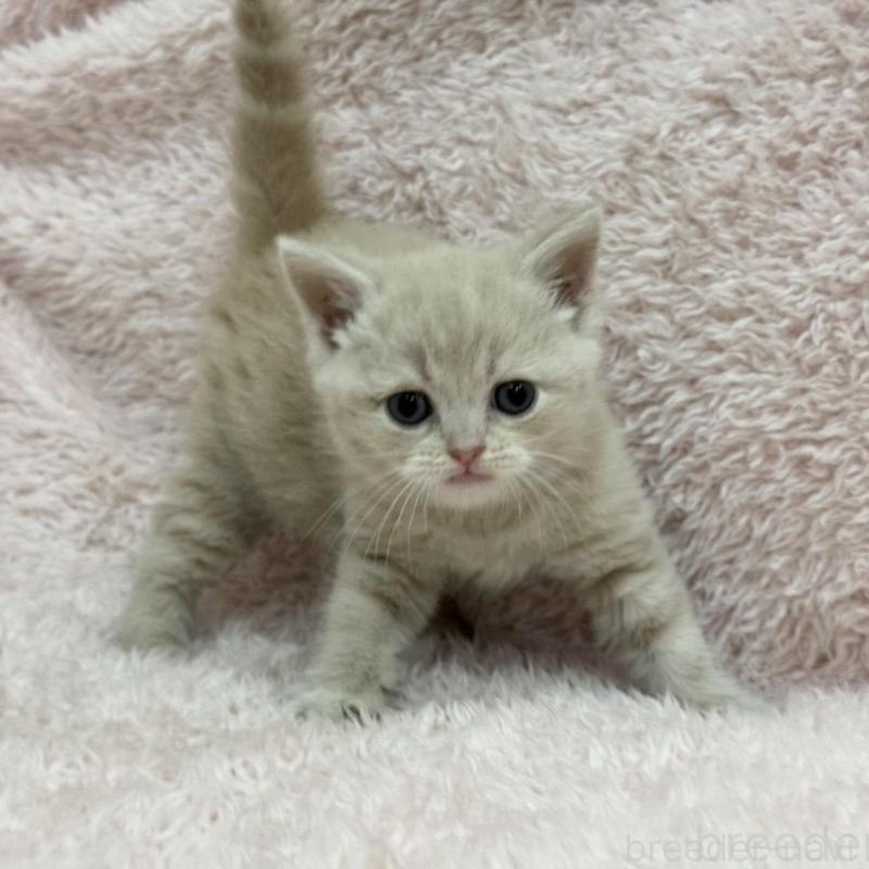 販売中の三重県のスコティッシュフォールド(折れ耳)-137626の3枚目