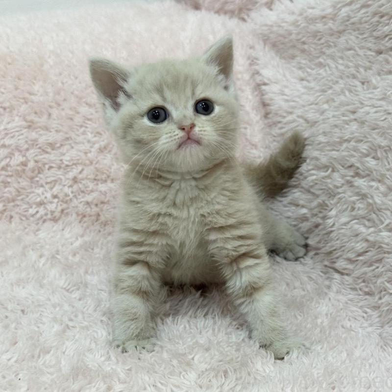 販売中の三重県のスコティッシュフォールド(折れ耳)-137626の2枚目